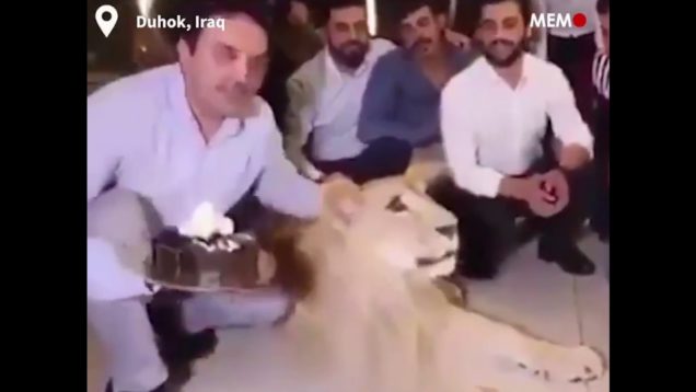 Taunting The Lion – Middle East NGO Boss Smashes Cake in Birthday Lion’s Face…