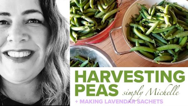 VIDEO: With Michelle in Homegrown Home, learn how to harvest peas & make beautiful lavendar sachets