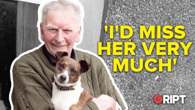 Roscommon Man Fights to Save Pet Jack Russell from Being Put Down
