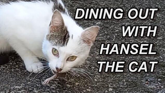 Dining Out With Hansel The Cat