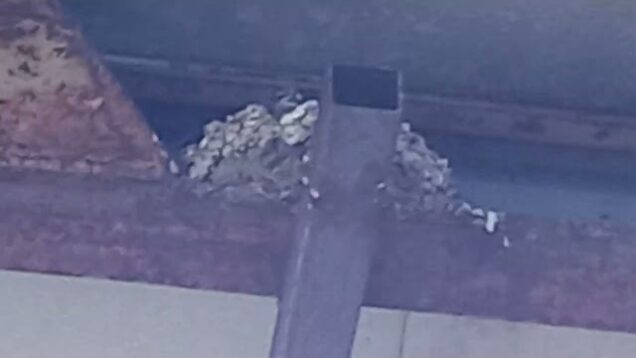 Barn Swallow feeding chicks