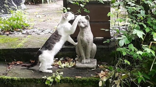 Cat vs Cat Statues