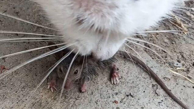 Gretel the Cat eats a young rat…eventually!!!