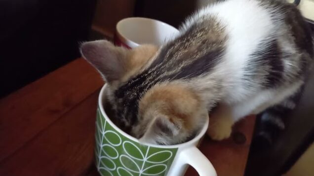Kitten Drinks Tea