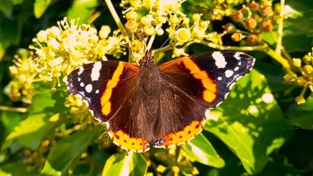 Beautiful Red Admiral Butterfly – Sunday, 8 October 2023