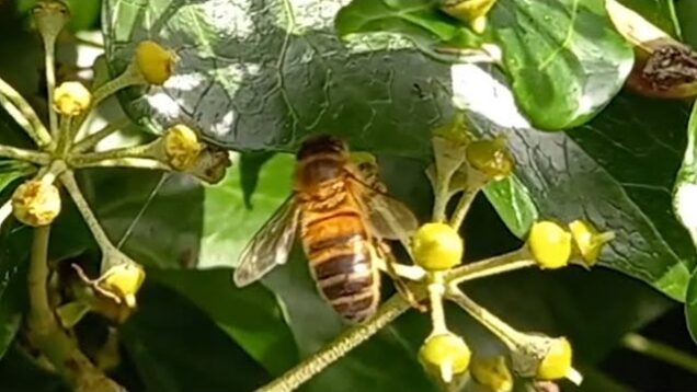 Honey Bees on Ivy Flowers – Sunday 8 October 2023