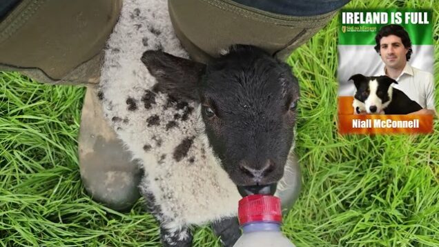 Orphan Lamb Needs Bottle Fed!